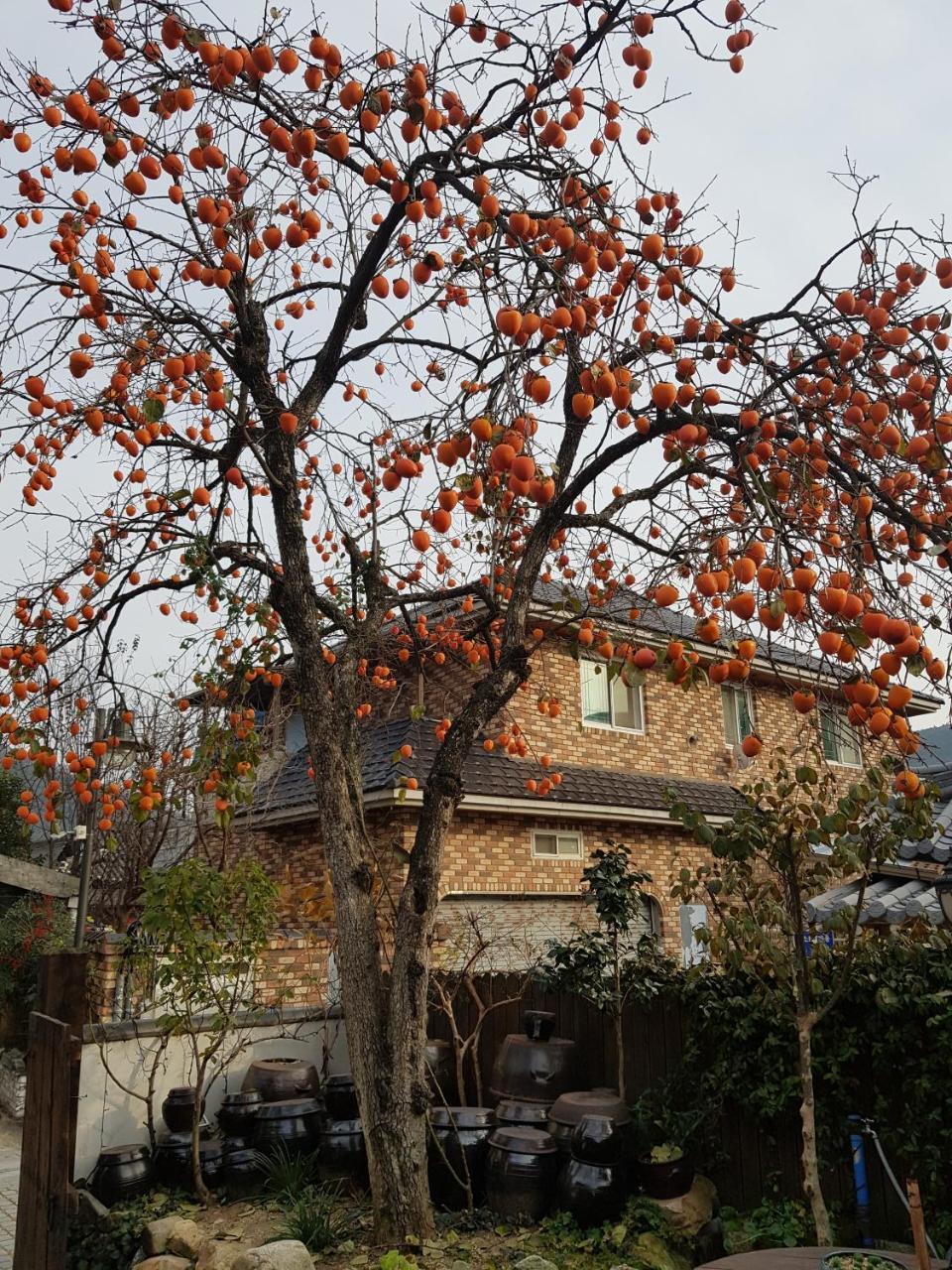 Hanok Story Guesthouse Jeonju Exterior foto